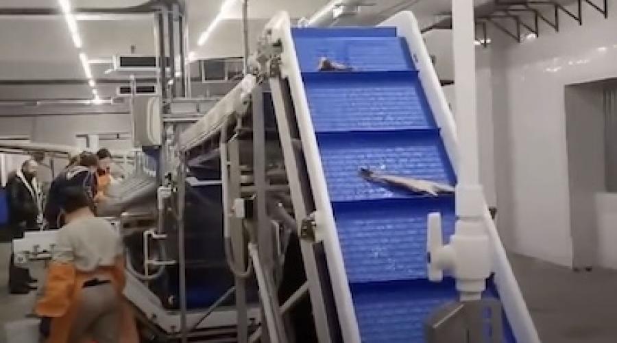 Дефростація, філетування, заморозка риби